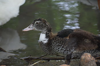 anatra, giovane anatra, uccello, uccelli acquatici, uccello acquatico, animale, natura, piume, becco, torrente, fiume