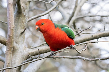 australian King Parrot, nature, king Parrot, parrot, bird, alisterus Scapularis, animal, wildlife, avian, ornithology, bird Watching