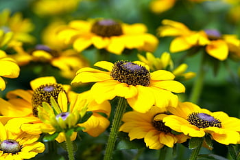rudbeckia, fiori, piante, Black Eyed Susan, fiori gialli, sfondo di fiori, petali, fioritura, carta da parati floreale, bellissimi fiori, flora