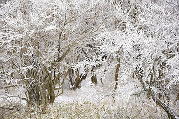 snow, white, winter, tree, nature, landscape, korea, mount Halla, frost, beautiful, cold Weather