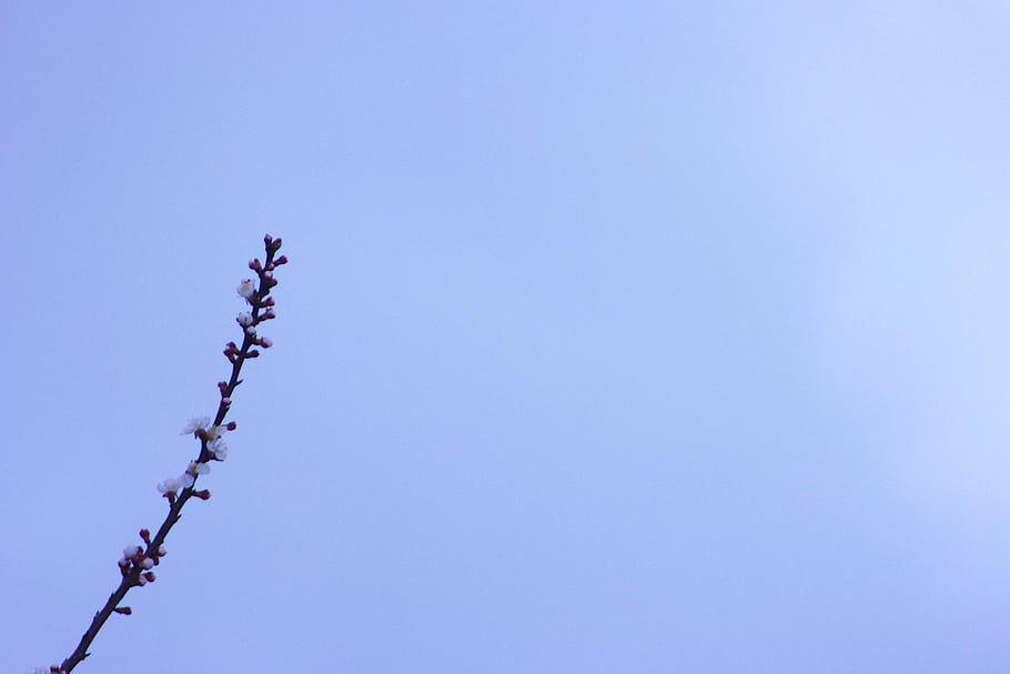 nebe, květinové tapety, krásné květiny, Třešňový květ, minimalismus, jaro, květ, sakura, Příroda, květiny, větev
