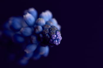 květ, hyacint, hroznů, Příroda, muscari, rostlina, modrý, makro, nachový, jaro, žárovka