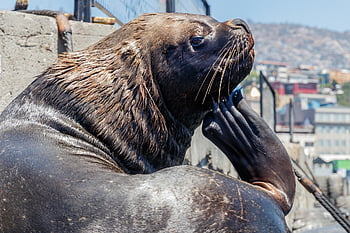 Seelöwe, Tier, Siegel, Wasserleben, Meeresbewohner, Meeressäuger, Säugetier, Natur, Meereslebewesen