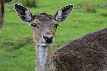 cervo, selvaggio, parco dei cervi, parco faunistico, foresta, natura, animale, timido, mammifero, capriolo, animale della foresta