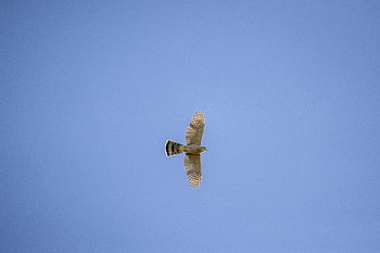 bird, flying, sky, blue, animal, feather, nature, wildlife, wing, flight, fly