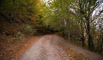 Waldweg, Herbstblätter, Scenic Forest, Schönheit der Natur, Tageswald, Herbstlandschaft, natürliche Schönheit, Außenweg, Herbstlaub