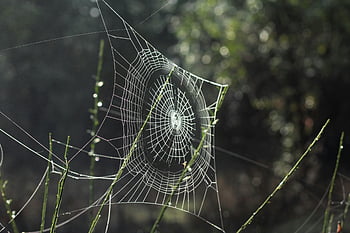 white spider web, selective focus photography, intricate spider web, dew drops, morning light, nature photography, web details, spider web pattern, natural beauty, outdoor photography, web texture