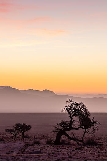 namibie, Afrika, poušť, tapety telefonu, Příroda, sahara, národní park, safari, antilopa, suchý, písek