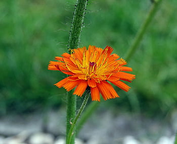 wildflowers, blossom, bloom, close Up, nature
