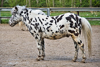 ponyhof, poník, barokní plemeno koní, dalmatinský kůň, kůň, reiterhof, zvíře, jízda na koni, spojka, hlava koně, volně žijících živočichů
