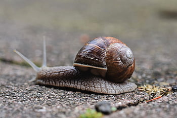 snail, animal, mollusk, sleeve, snail Species, wildlife, mollusc, nature, close Up