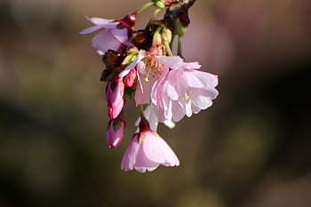 higan Cherry, petals, blossom, flowering Branch, prunus Subhirtella, bud, bloom, spring, spring Awakening, spring Cherry, early Bloomer