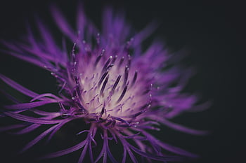 μοβ λουλούδι, macro, φύση, drausen, grün, πράσινος, wald, pflanze, φυσικό, λουλούδι, φυτό