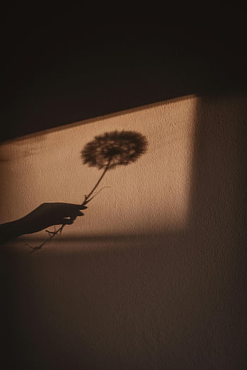 stín, ruka, květ, pampeliška pýchavka, zalité zdi, Umělecká stínová hra, stín umění, minimalistické fotografie, přirozené světlo, kreativní kompozice, silueta