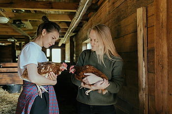 women, chickens, rustic barn, rural life, gray jacket, brown chicken, tending chickens, farm animals, countryside living, barn interior, two women