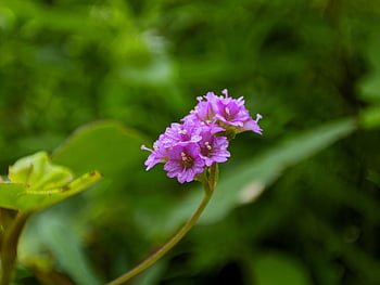 flower, blossom, nature, bloom, garden, green