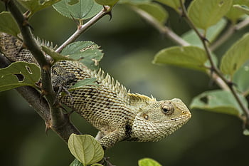 orientalna jaszczurka ogrodowa, jaszczurka, zwierzę, gad, dziki, dzikiej przyrody, fauna, Natura, zbliżenie, ogród