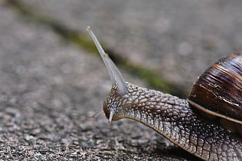 snail, mollusc, snail Species, animal, wildlife, nature, close Up, mollusk