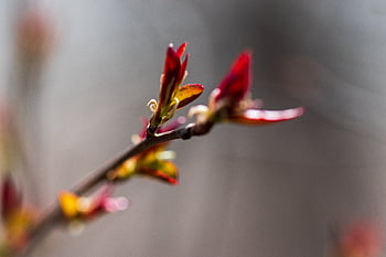 Baum, Ast, Natur, Blume, Knospe, Hintergrund, frisch, natürlich, Jahreszeit, Frühling, Frische