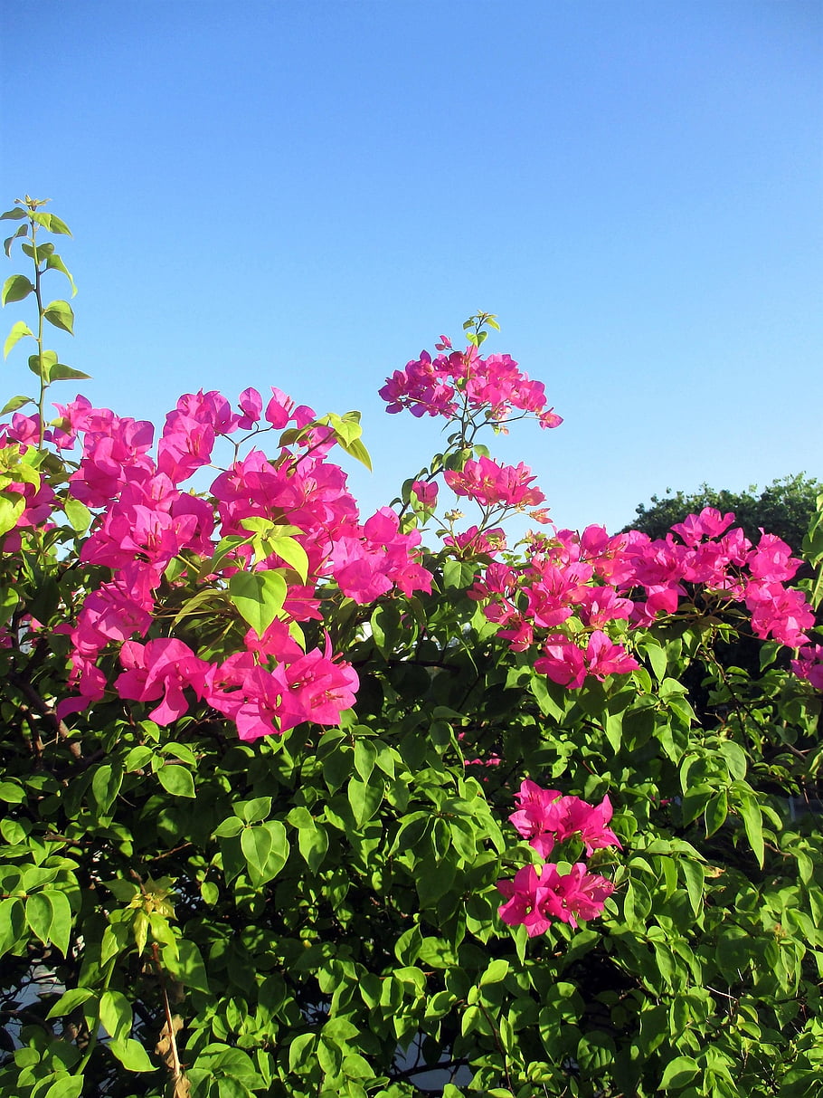flowers, leaves, bush, garden, sunny