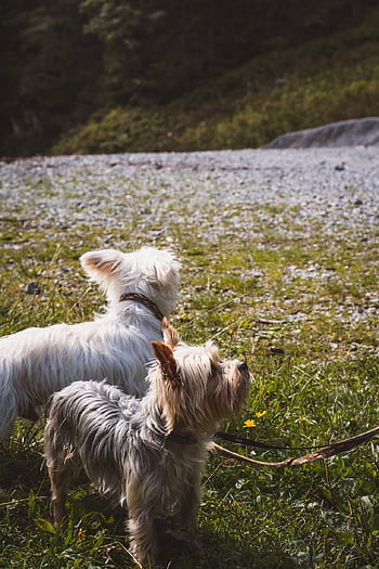 yorkshire Terriers, dogs, pets, animals, domestic, canine, mammal, small Dogs, nature, to Stroll, walk