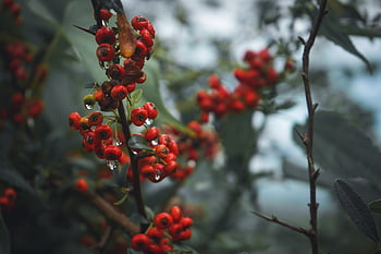 berries, fruits, currants, food, ripe, sweet, fresh, healthy, water Droplets, red Berries, harvest