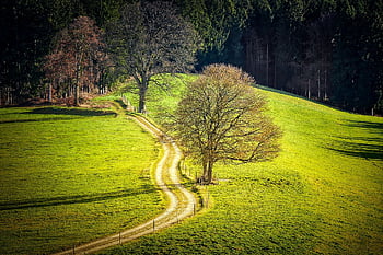 louka, kopec, les, strom, cesta, údolí, stezka, polní cesta, Na procházku, túra, krajina
