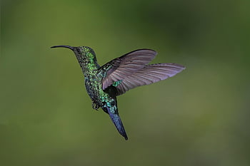 κολίμπρι, φύση, πουλί, Οικογένεια Trochilidae, πετώ, ράμφος, παρασκήνια, φτερά, πτηνά, πράσινος