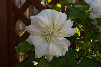 flower, petals, clematis, plant, bloom, climbing, garden, blossom, floral, climber, trellis