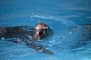 leu de mare, ocean parc, ocean animal, parcul hermann, houston zoo, sigiliu, focă, Filmări uimitoare, Fotografie de top, Poze de redactori, creatură, natură