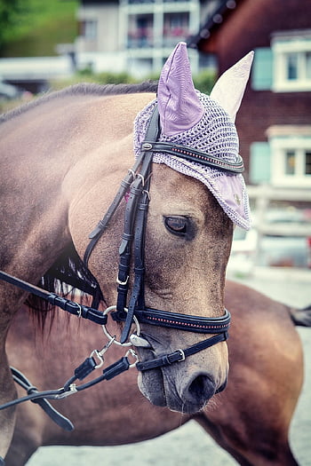 horse, pony, horse Head, riding School, nature, ride, riding Lessons, equine, hat, bridle, paddock