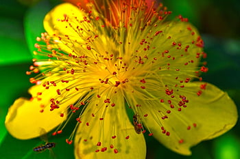 flower, st John's Wort, petals, yellow, stamen, insect, blooms At, summer, nature, beautiful Flowers, garden