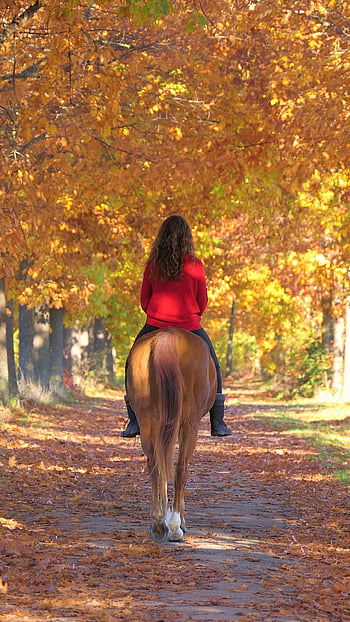 horse, young Lady, friendship, mobile Wallpaper, relationship, path, fall, ride A Horse, horse Riding, equine, cavaliere