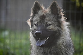 dog, dog Eurasier, female Dog Plinnblue, dog With Black Mask, animal, doggie, canine, nature, adorable, black Truffle, tongue Dog Blue Color
