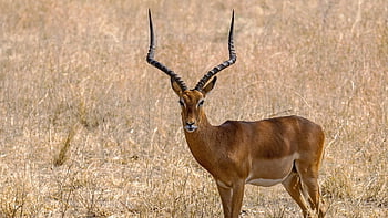 impala, kijang, hewan, margasatwa, jenis, mamalia, Afrika, tanzania, alam, binatang, antelop