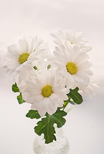 chamomile, flowers, vase, white Flowers, flower Wallpaper, beautiful Flowers, flower Background, petals, happy Mothers Day, bloom, blossom