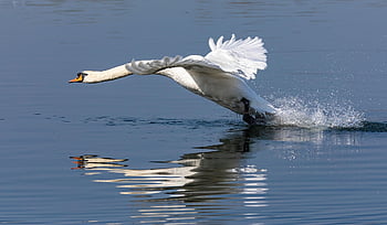 swan, bird, feathers, nature, water, wildlife, wildbird, takeoff, flight, spring, avian