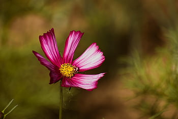 cosmos, cosmée, fleur, pétales, bourgeons, tomber, l'automne, bipinnatus, épanouissement, botanique, fermer