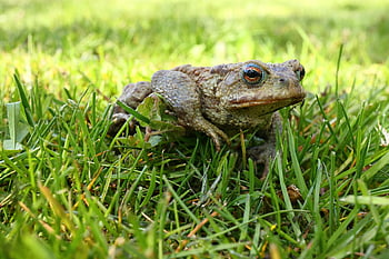 toad, animal, meadow, common Toad, bufo Bufo, amphibian, wildlife, grass, nature, closeup