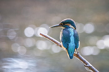 bird, kingfisher, branch, feathers, animal, perched, wildlife, plumage, avian, beak, kookaburra