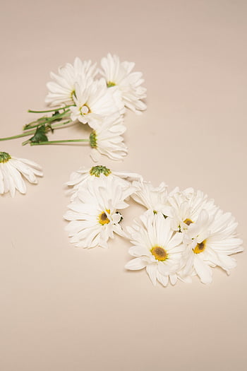 chamomile flowers, white daisies, beige surface, minimalist display, simplicity, tranquility, floral arrangement, soft background, delicate flowers, natural beauty, calm aesthetic