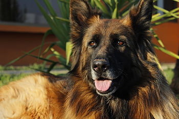 animal, german Shepherd, dog, nature, pet, canine, mammal, fur, friend, pastor, german