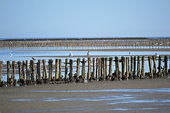 wadden Sea, north Sea, coastal Protection, coast, nature Reserve, landscape, ebb, nature, coastal Landscape, bank Protection System, rows Of Wooden Pegs