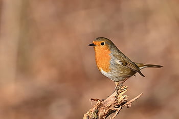 robin, bird, animal, feathers, plumage, wildlife, nature, winter, songbird, ornithology, sitting
