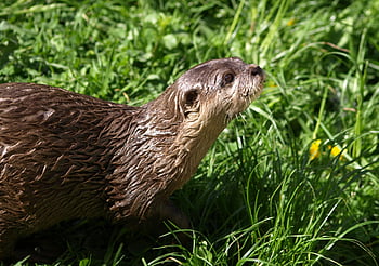 brown otter, green grass, wet fur, adorable otter, sunny day, lush grass, outdoor wildlife, nature scene, cute animal, wild otter, otter in grass
