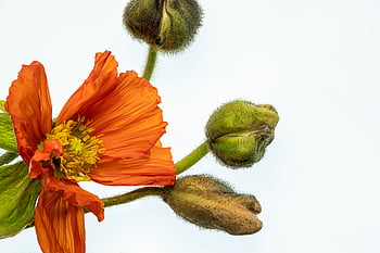 sfondo floreale, arte, fioritura, germoglio, composizione, copia spazio, delicato, floreale, fresco, isolato, vita