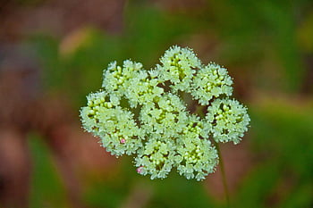 wild Carrot, flower Background, flowers, plant, flower Wallpaper, wildflowers, queen Anne Lace, bishop Lace, bloom, blossom, flowering Plant