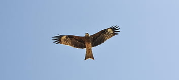 milvus migrans, černý drak, Příroda, kořist, dravý pták, pták, raptor, létat, let, lovec, volně žijících živočichů