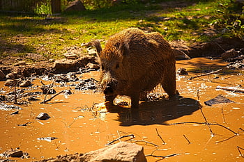 wild Boar, nature, animal, zoo, mammals