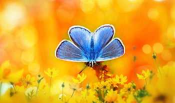 polyommatus Icarus, tom, butterfly Day, flower Wallpaper, bokeh, insect, animals, beautiful Flowers, nature, outside, invertebrates